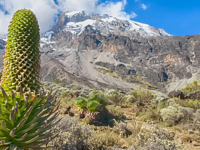 Giant heather and Mount Mawenzi en route on Kilimanjaro Giant heather and Mount Mawenzi en route on Kilimanjaro